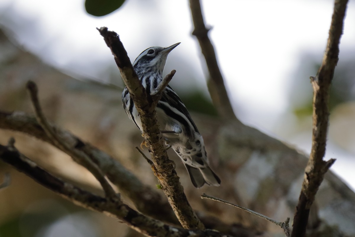 Black-and-white Warbler - ML204166141