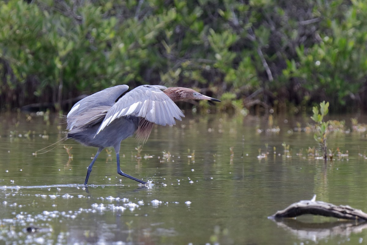 Reddish Egret - ML204166241