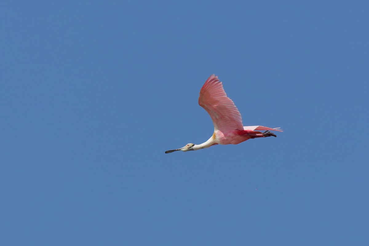 Roseate Spoonbill - ML204166321