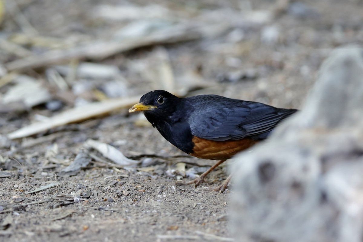 Black-breasted Thrush - ML204166891