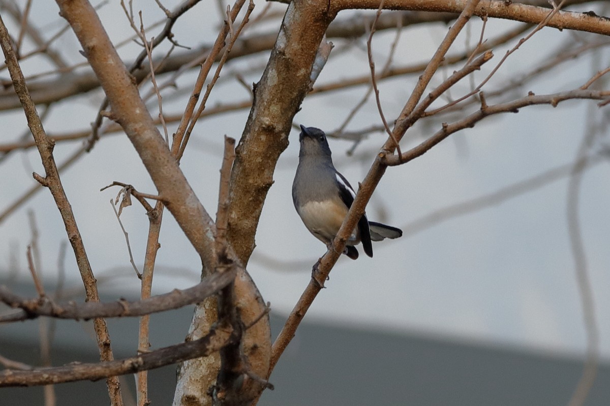 Oriental Magpie-Robin - ML204166981