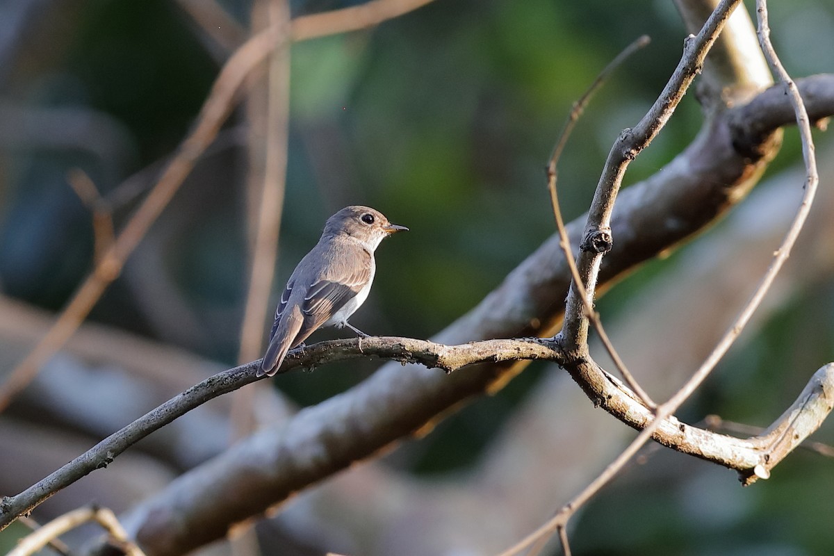 Asian Brown Flycatcher - Holger Teichmann