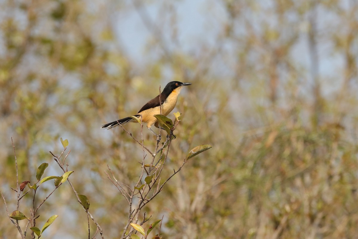 Black-capped Donacobius - Holger Teichmann