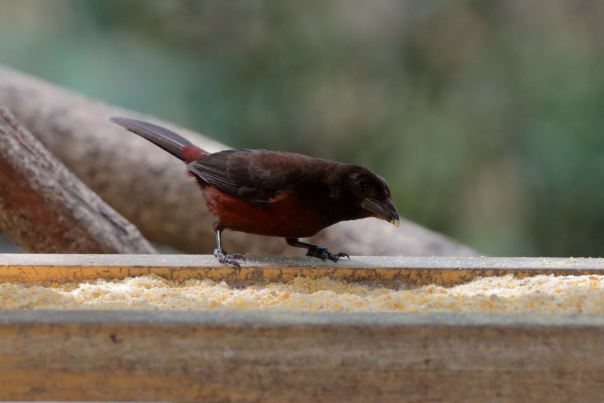 Silver-beaked Tanager - Holger Teichmann