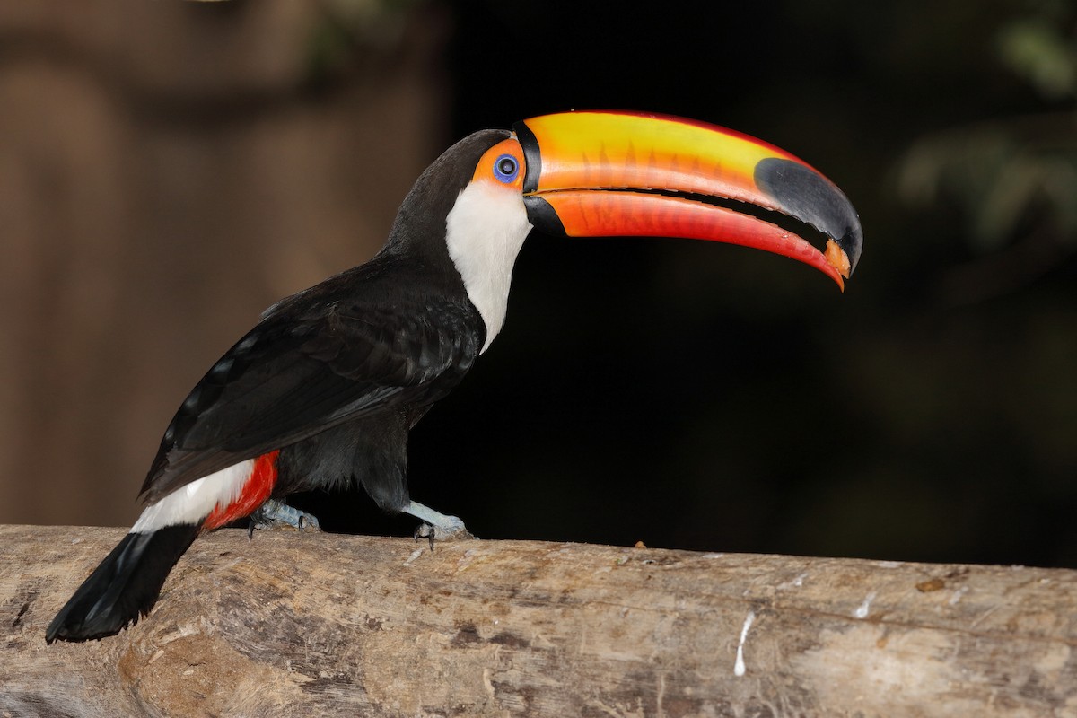 Toco Toucan - ML204168041