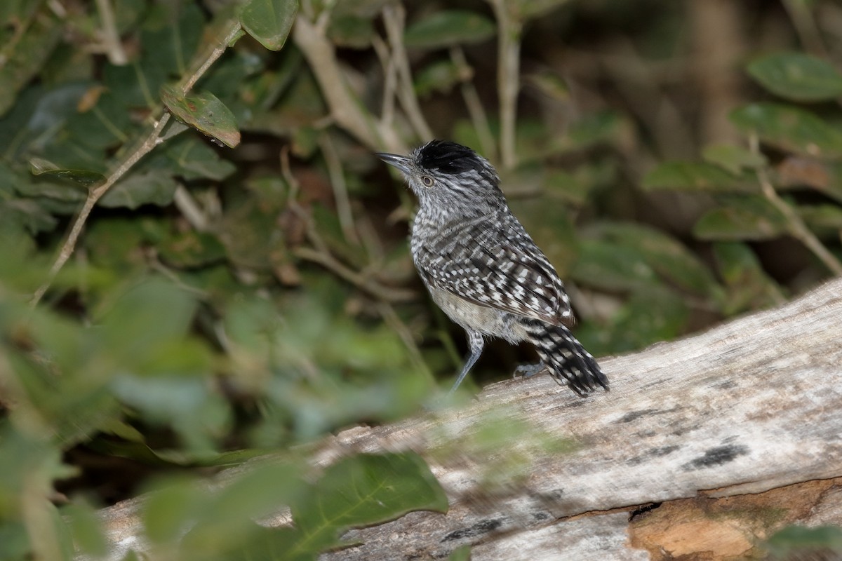 Barred Antshrike - ML204168061