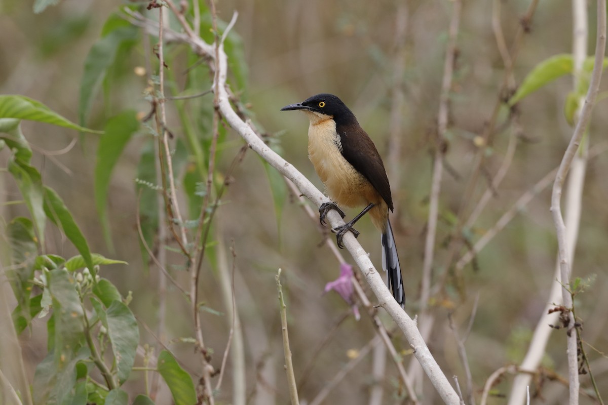 Black-capped Donacobius - ML204168131