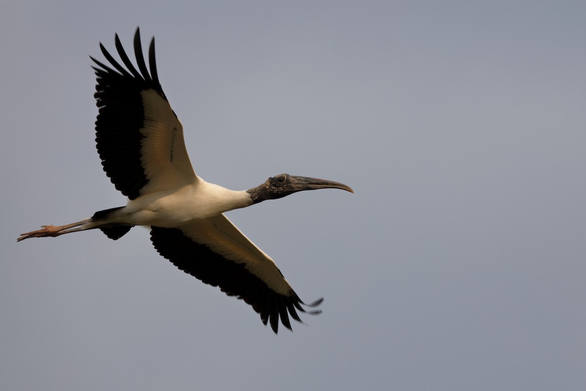 Wood Stork - ML204168171