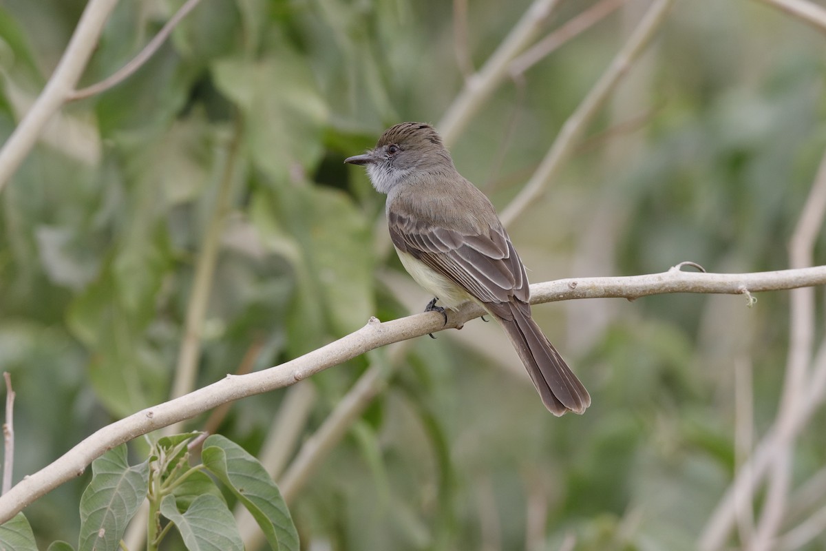 Swainson's Flycatcher - ML204168261