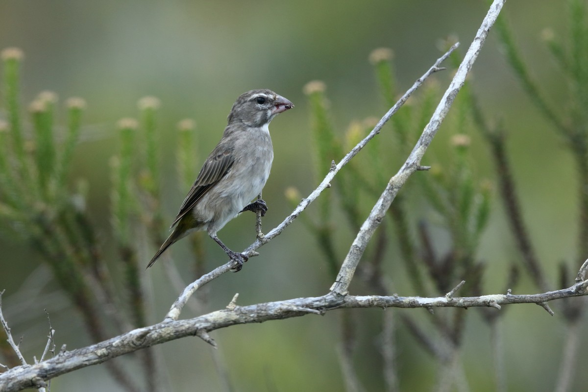 White-throated Canary - Holger Teichmann