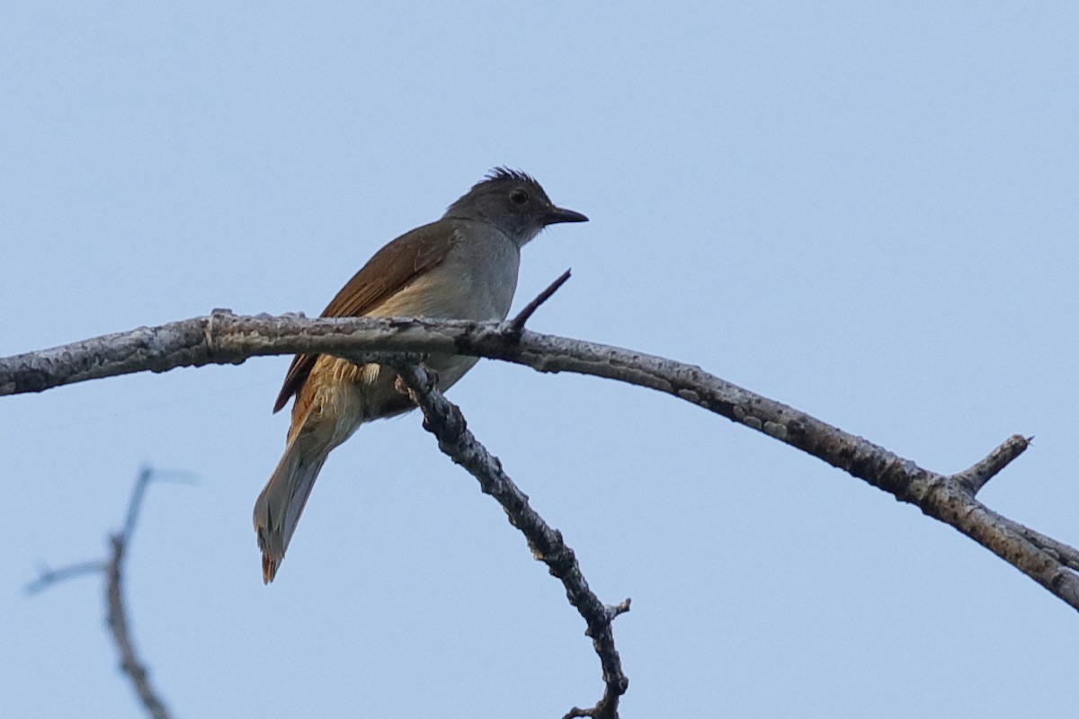 Spectacled Bulbul - ML204168881