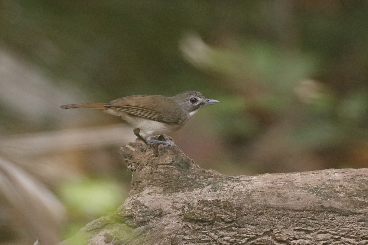 Moustached Babbler - ML204168911