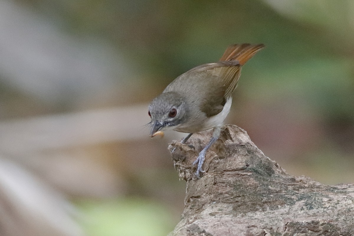 Moustached Babbler - Holger Teichmann