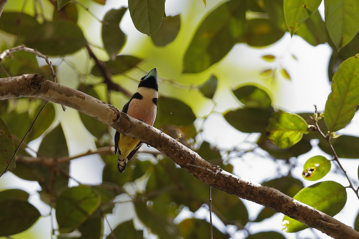 Black-and-yellow Broadbill - ML204168951