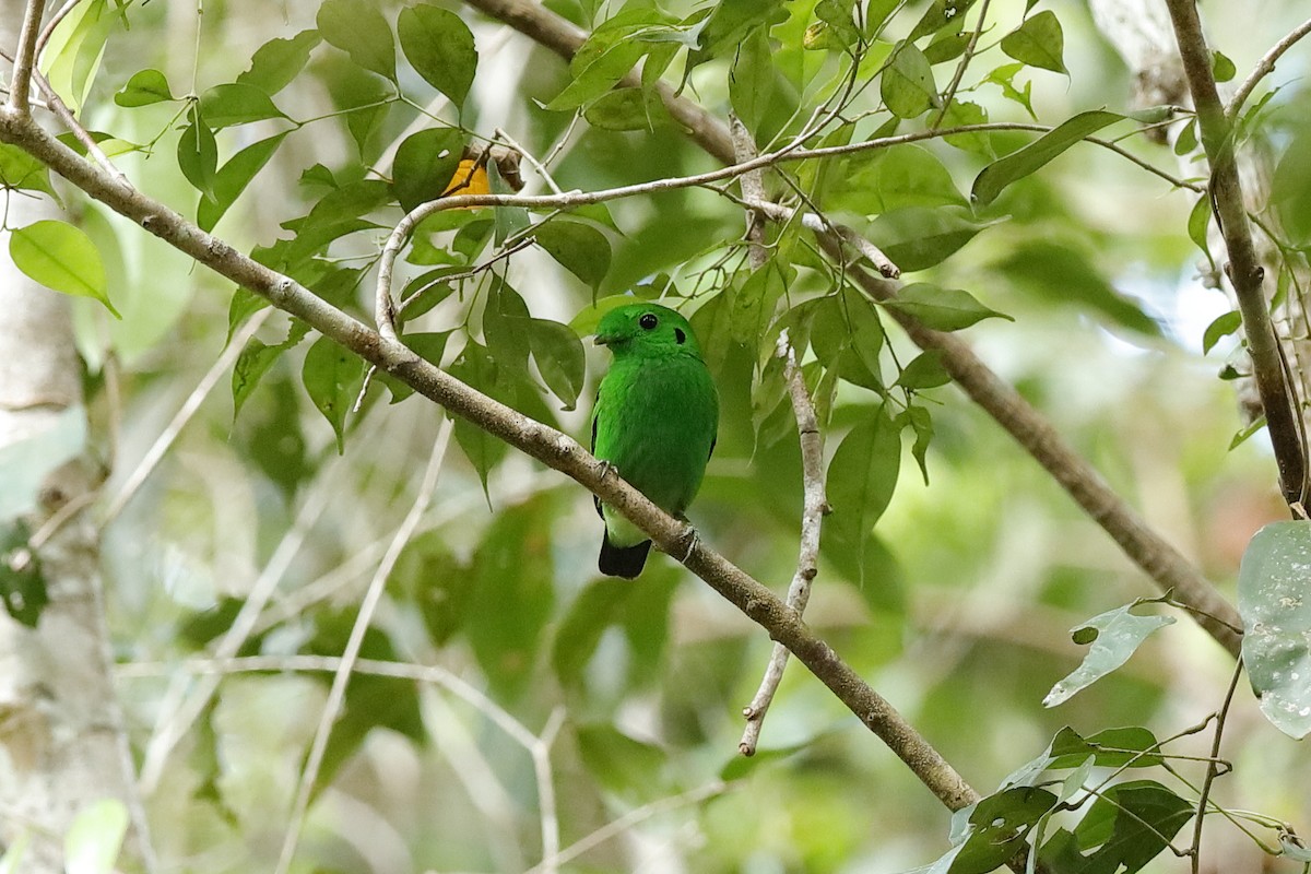 Green Broadbill - ML204168961