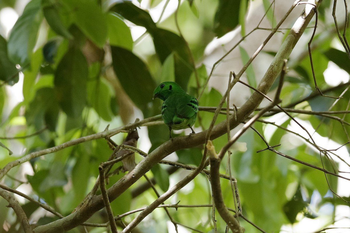 Green Broadbill - ML204168971