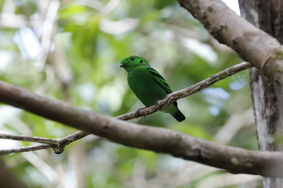 Green Broadbill - ML204168981