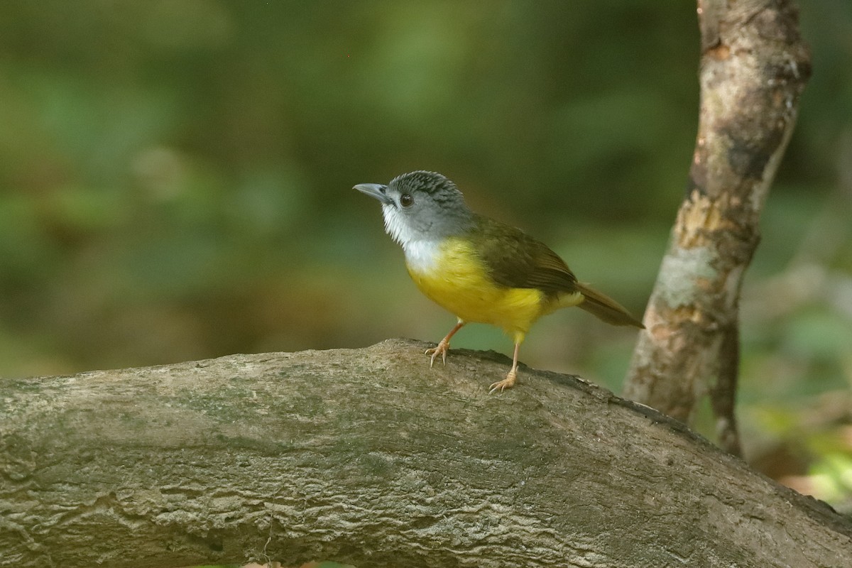 Yellow-bellied Bulbul - Holger Teichmann