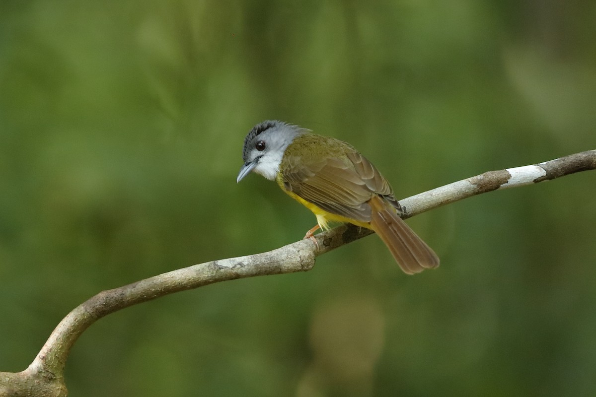 Yellow-bellied Bulbul - ML204169001