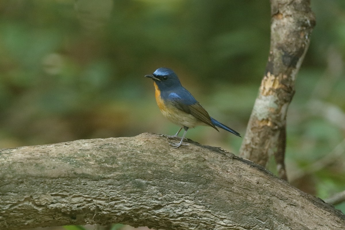 Chinese Blue Flycatcher - ML204169031