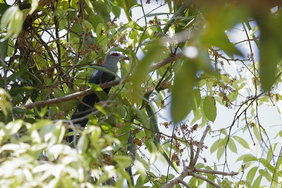 Black-bellied Malkoha - ML204169061