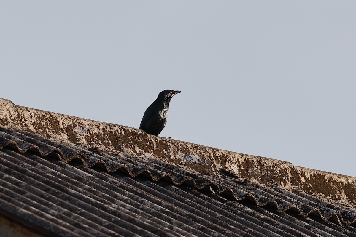 Asian Glossy Starling - ML204169301