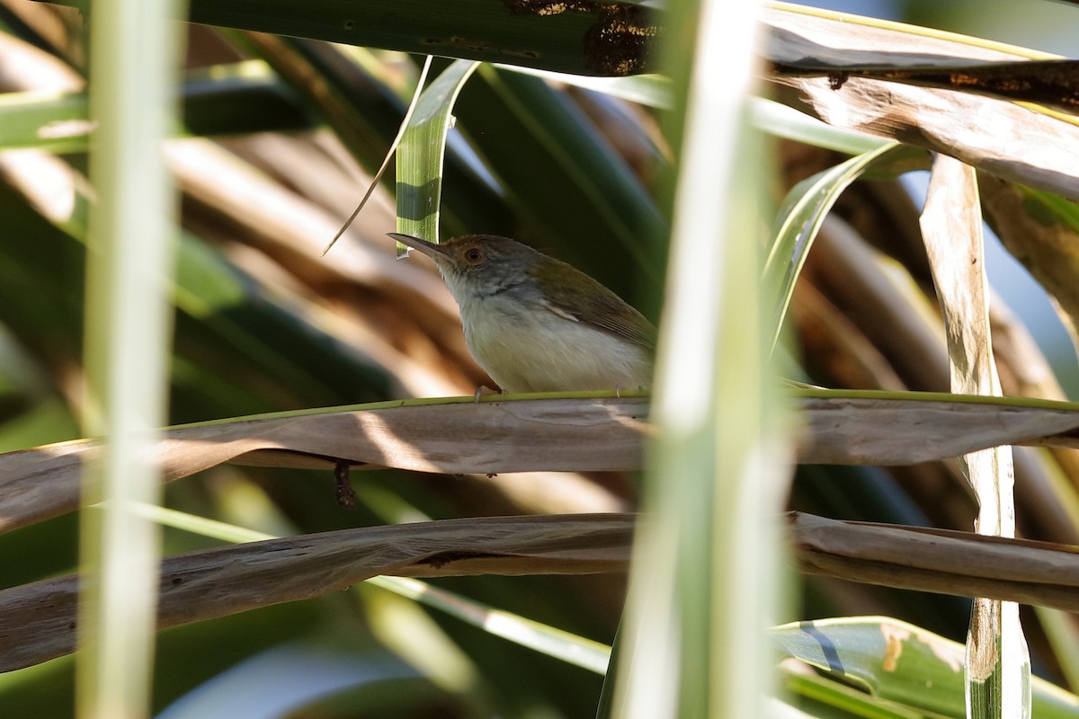 Rotstirn-Schneidervogel - ML204169311