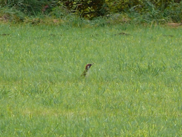 Eurasian Green Woodpecker (Eurasian) - ML204169581