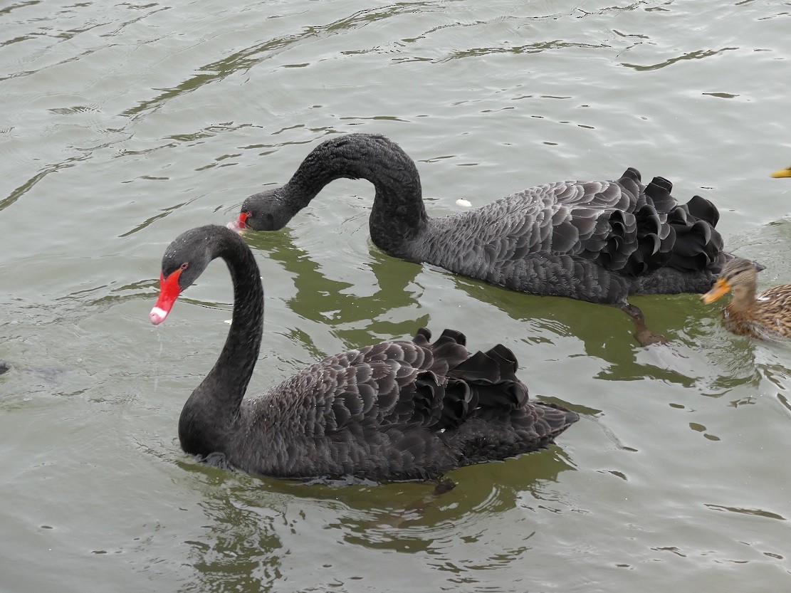 Black Swan - ML204169611