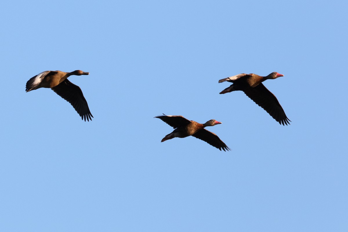 Black-bellied Whistling-Duck - ML204170061