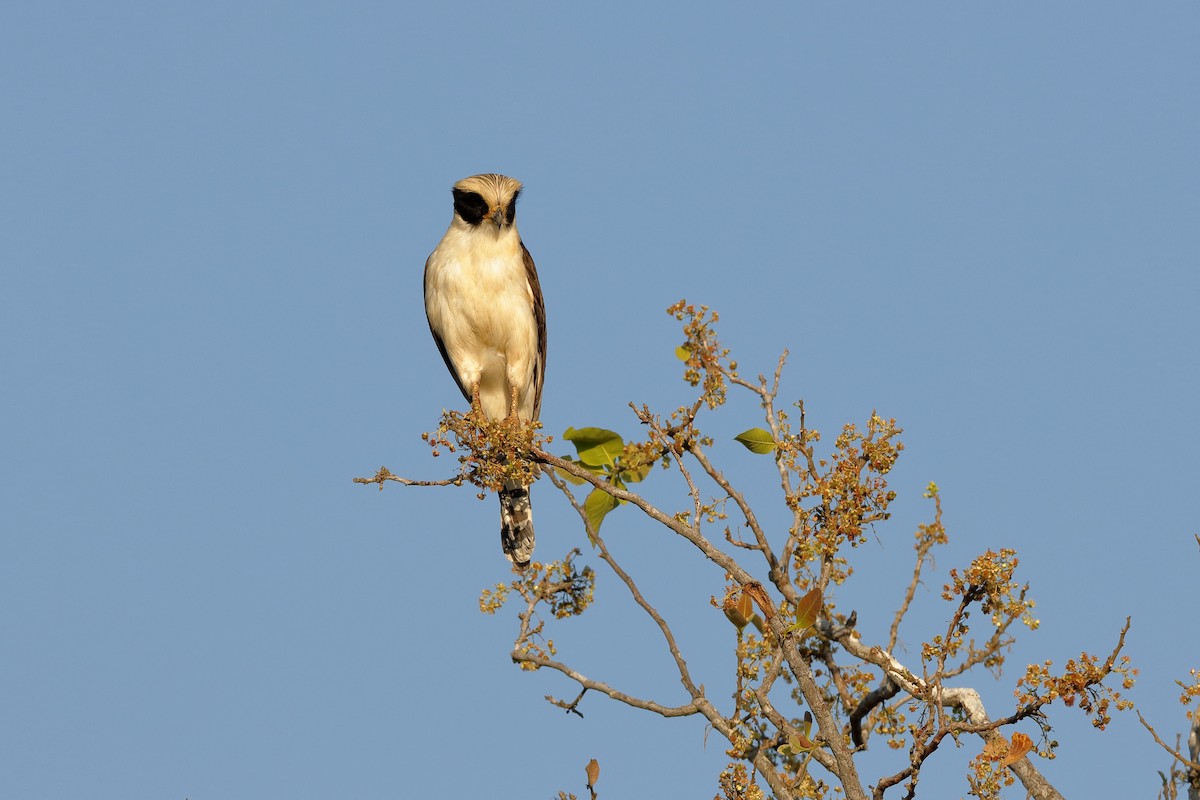 Laughing Falcon - ML204170291