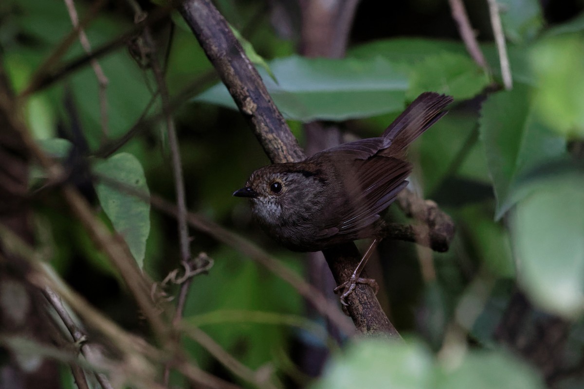 Dusky Fulvetta - ML204170551