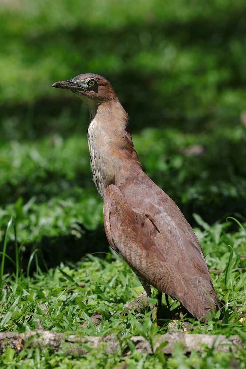 Malayan Night Heron - ML204170781