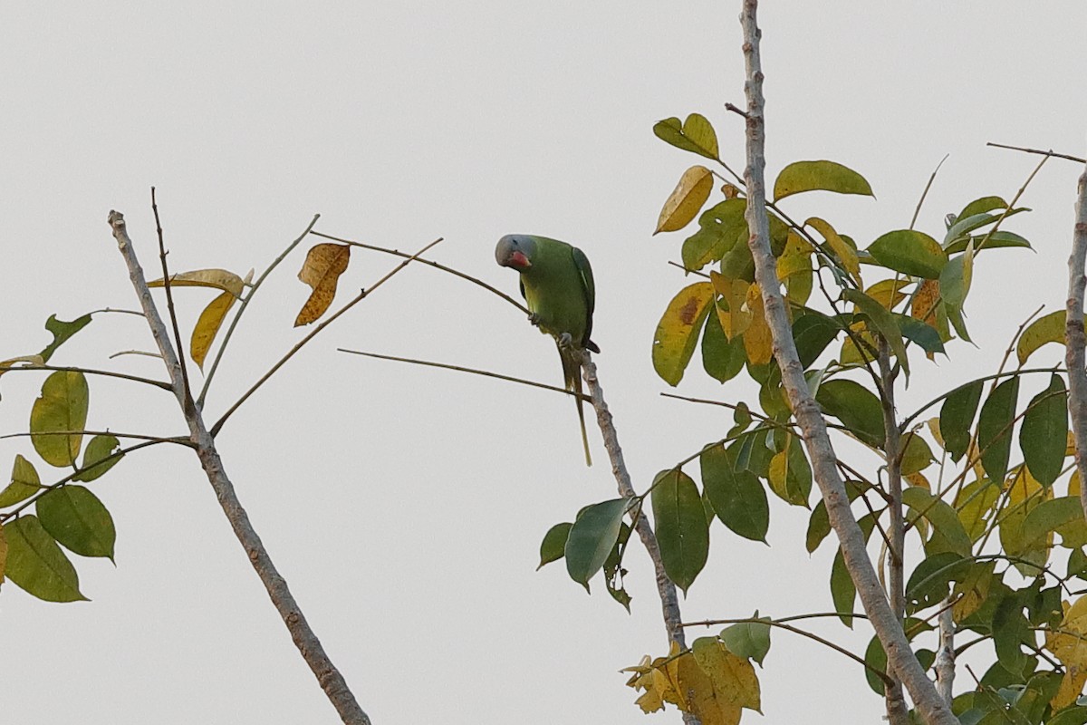 Gray-headed Parakeet - ML204171291