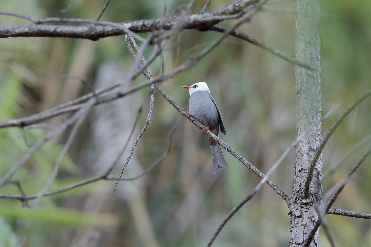 Bulbul à tête blanche - ML204171491