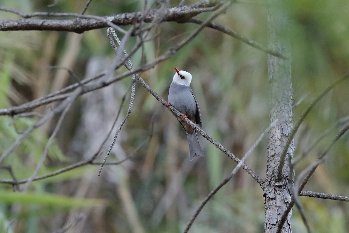 Bulbul à tête blanche - ML204171501