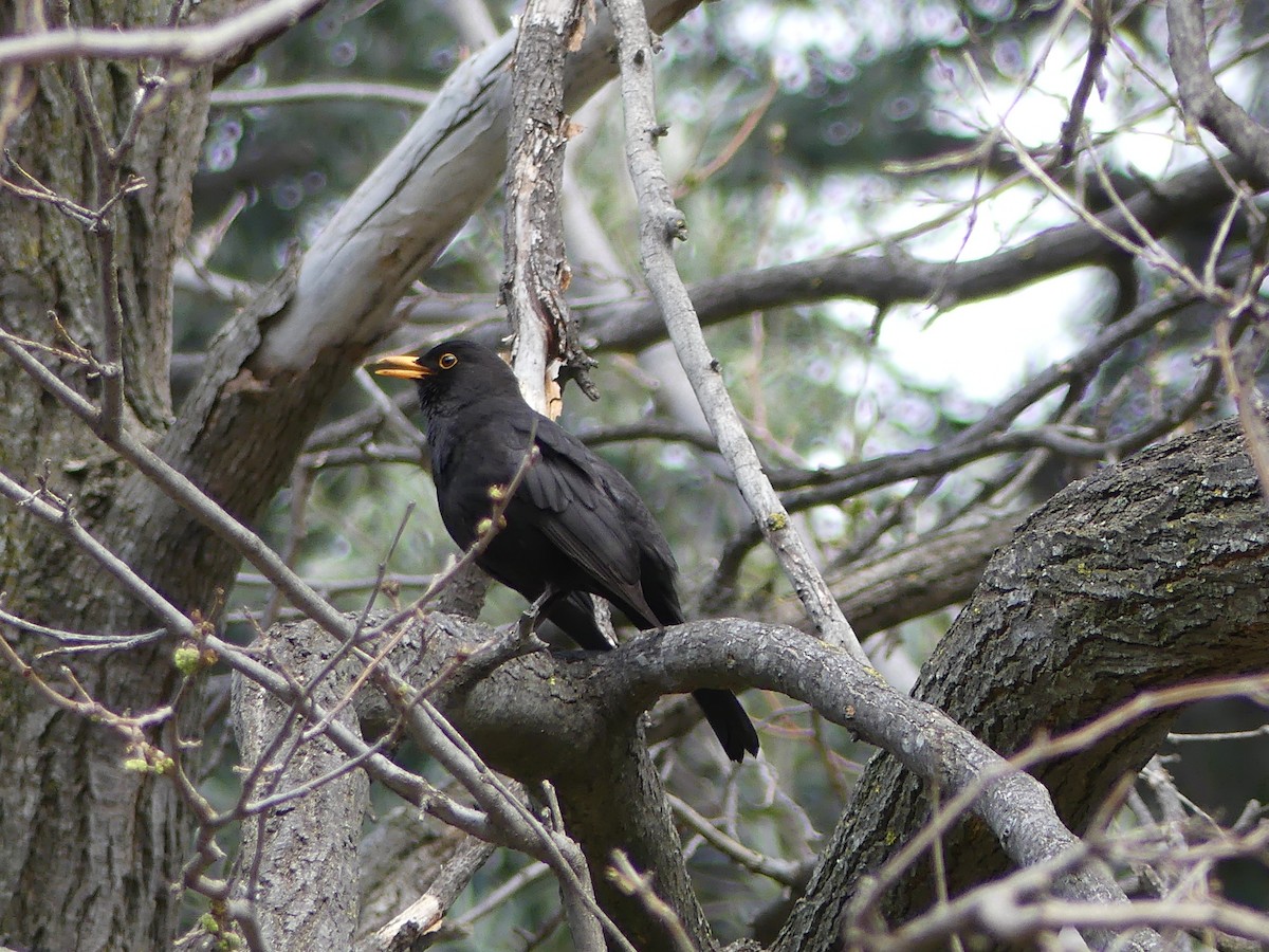 Eurasian Blackbird - ML204172001