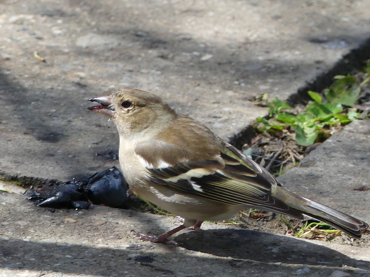 Common Chaffinch - Michael Pohler