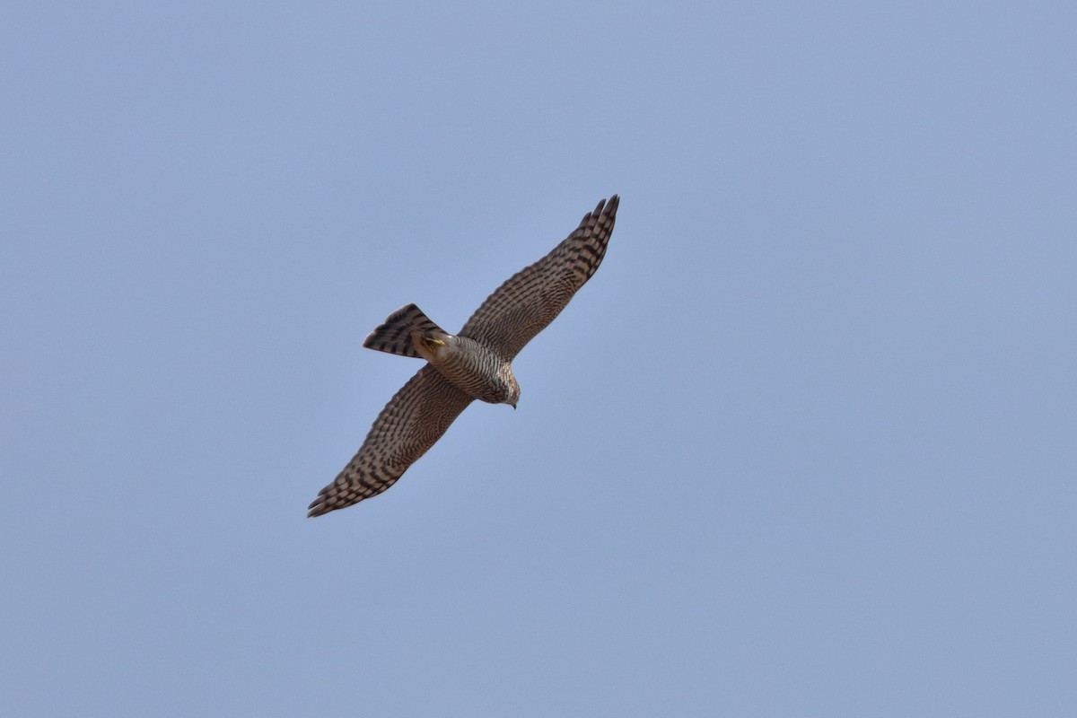 Eurasian Sparrowhawk - ML204172211