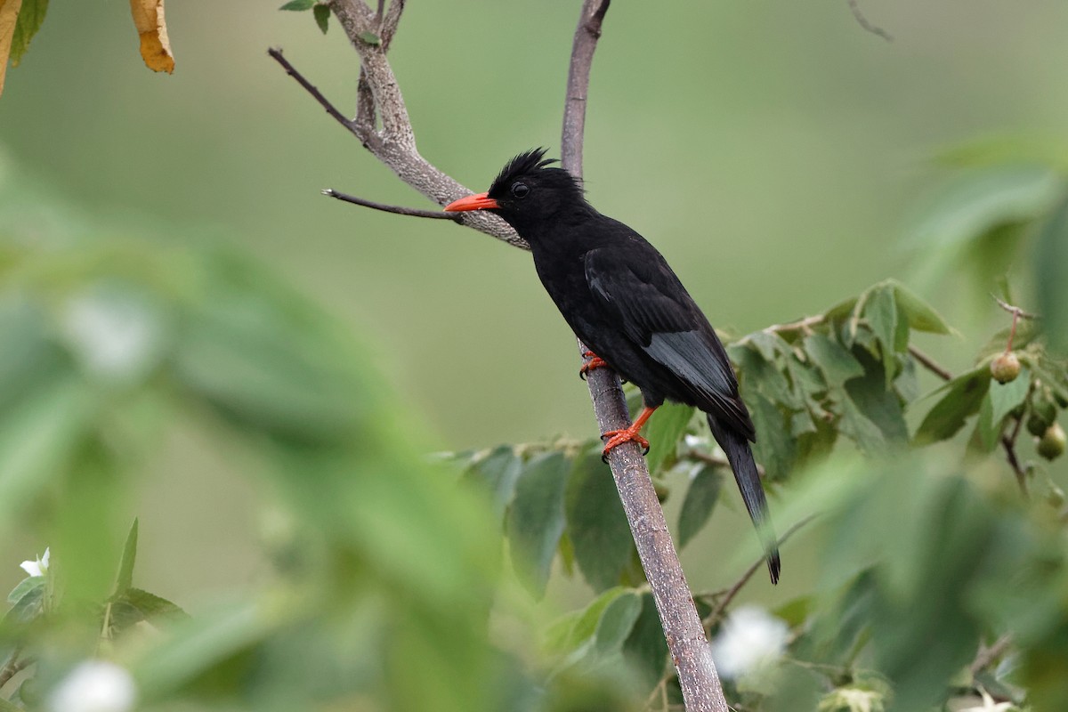 Black Bulbul (Gray-winged) - Holger Teichmann