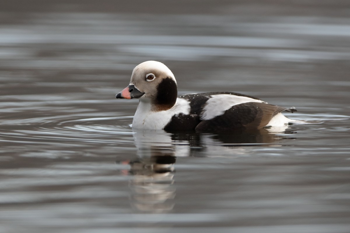 Long-tailed Duck - ML204172861