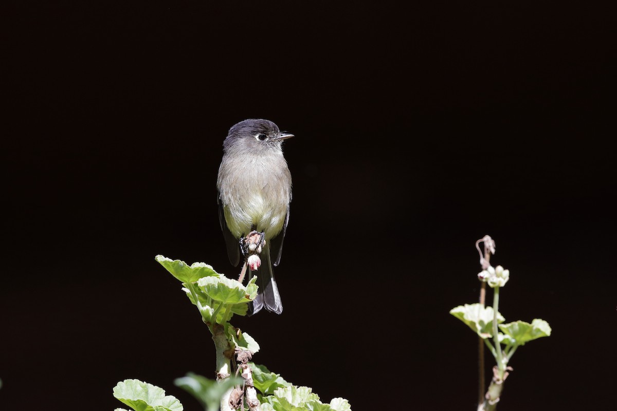 Black-capped Flycatcher - ML204172991