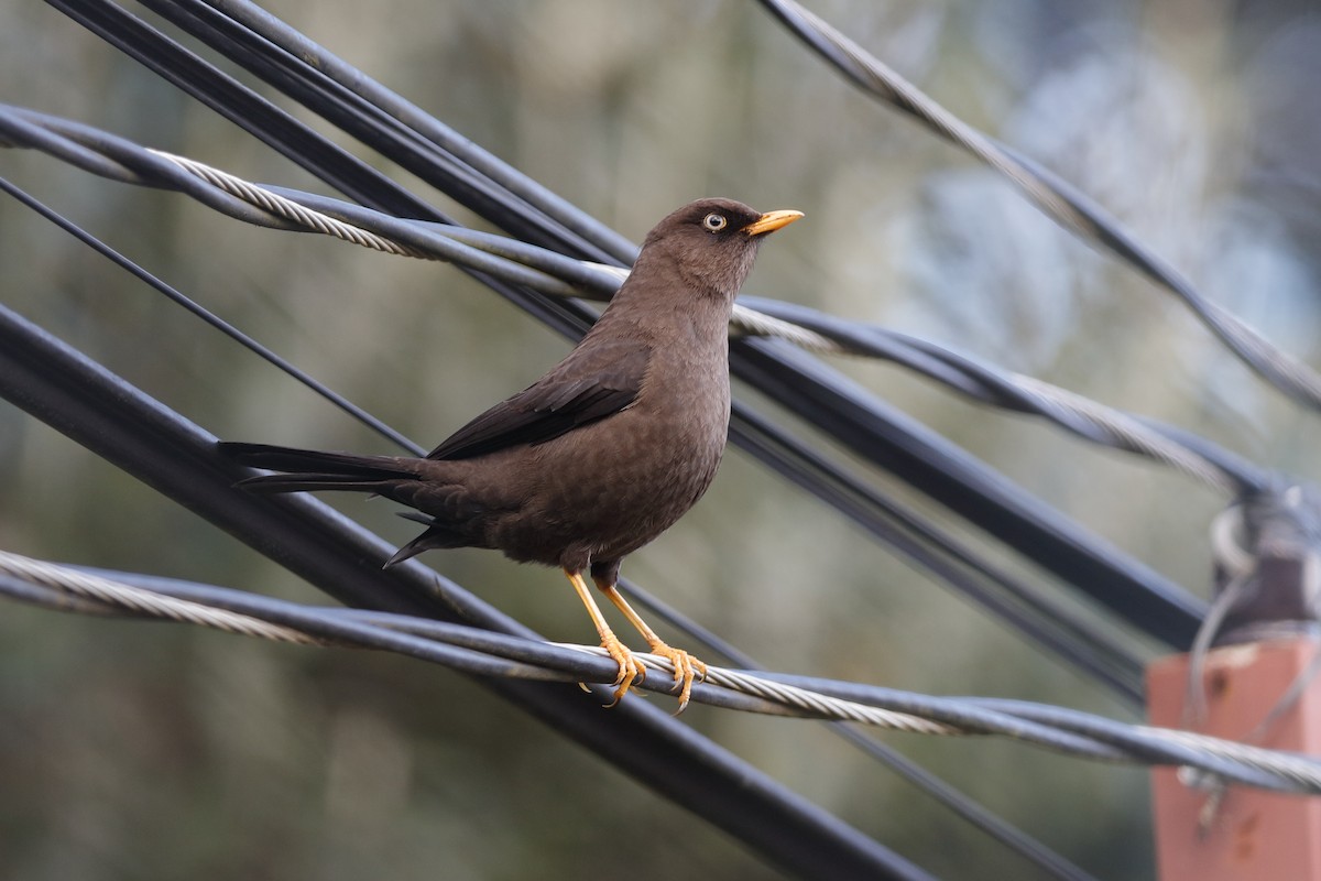 Sooty Thrush - ML204173091