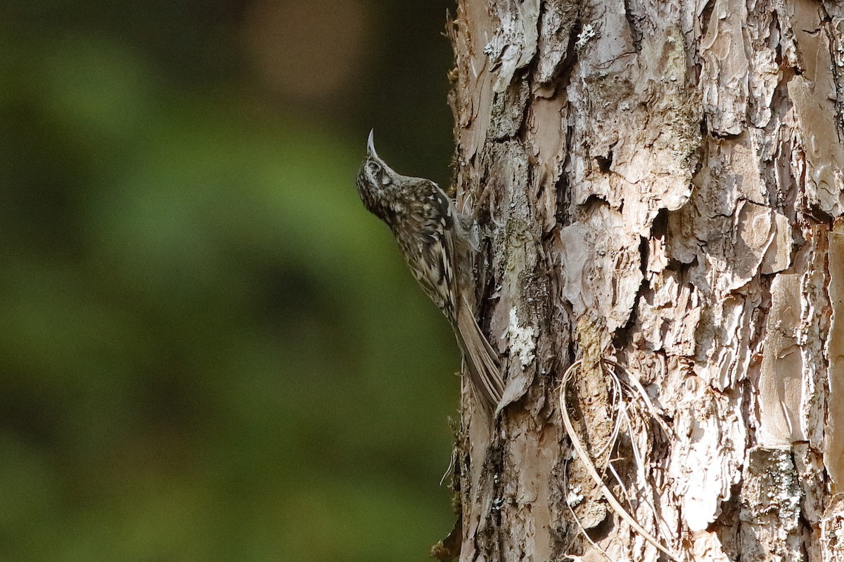 Hume's Treecreeper - Holger Teichmann