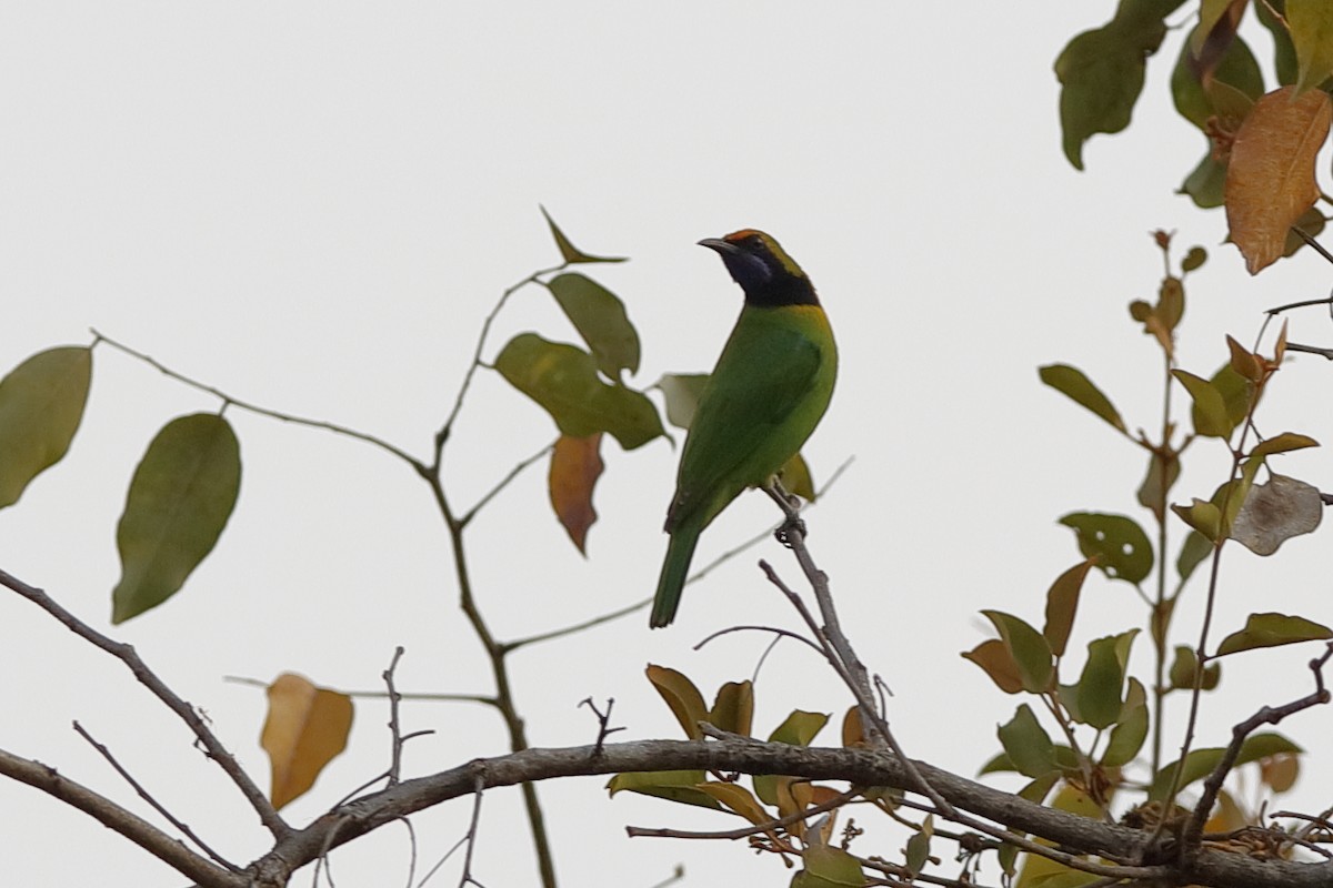 Golden-fronted Leafbird - Holger Teichmann