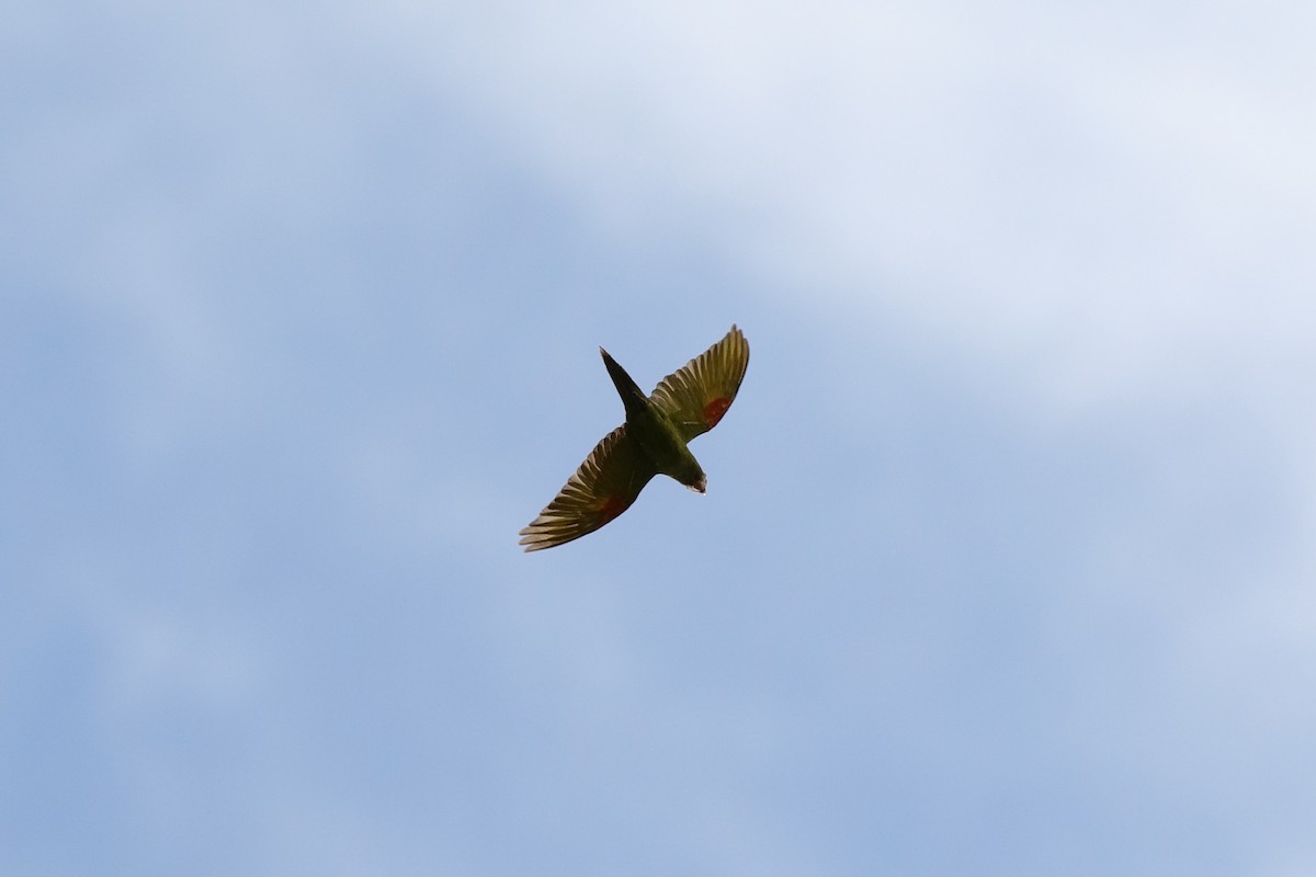 Crimson-fronted Parakeet - ML204174831