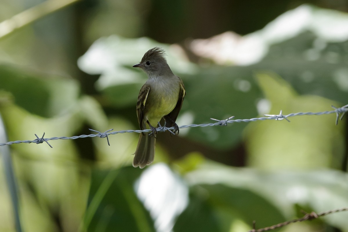 Yellow-bellied Elaenia - ML204174871