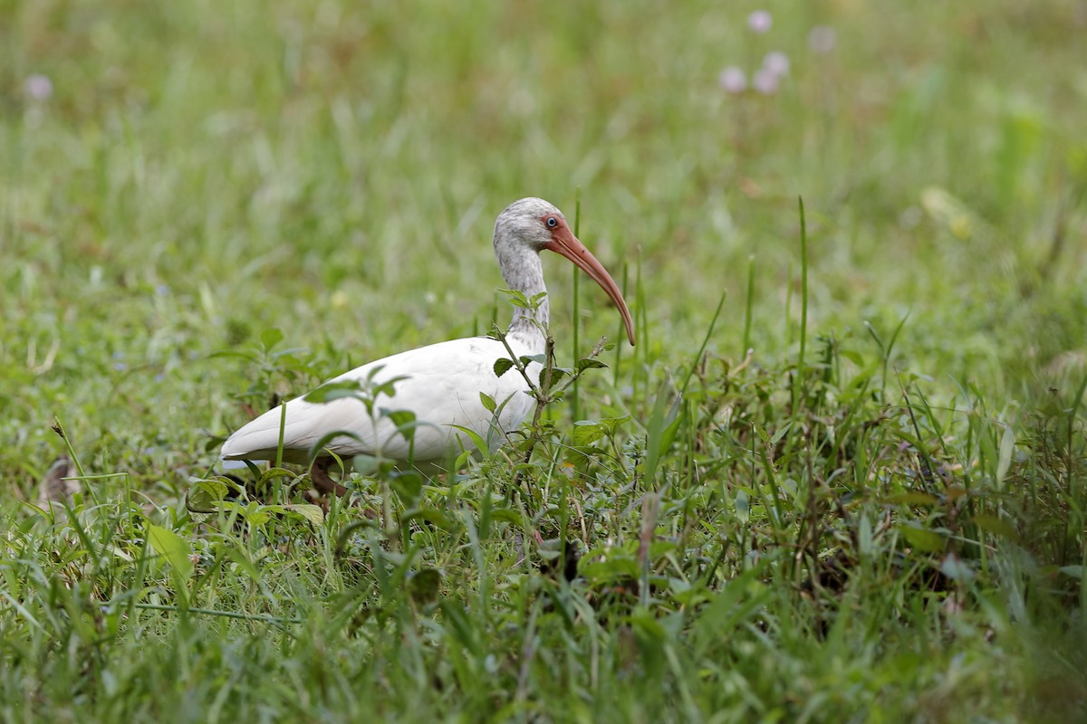 ibis bílý - ML204174921