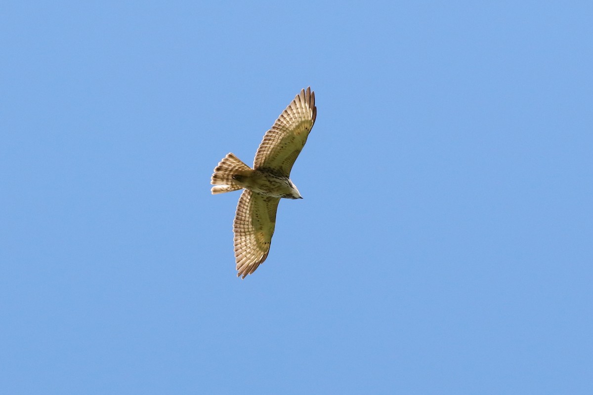 Broad-winged Hawk - ML204174931