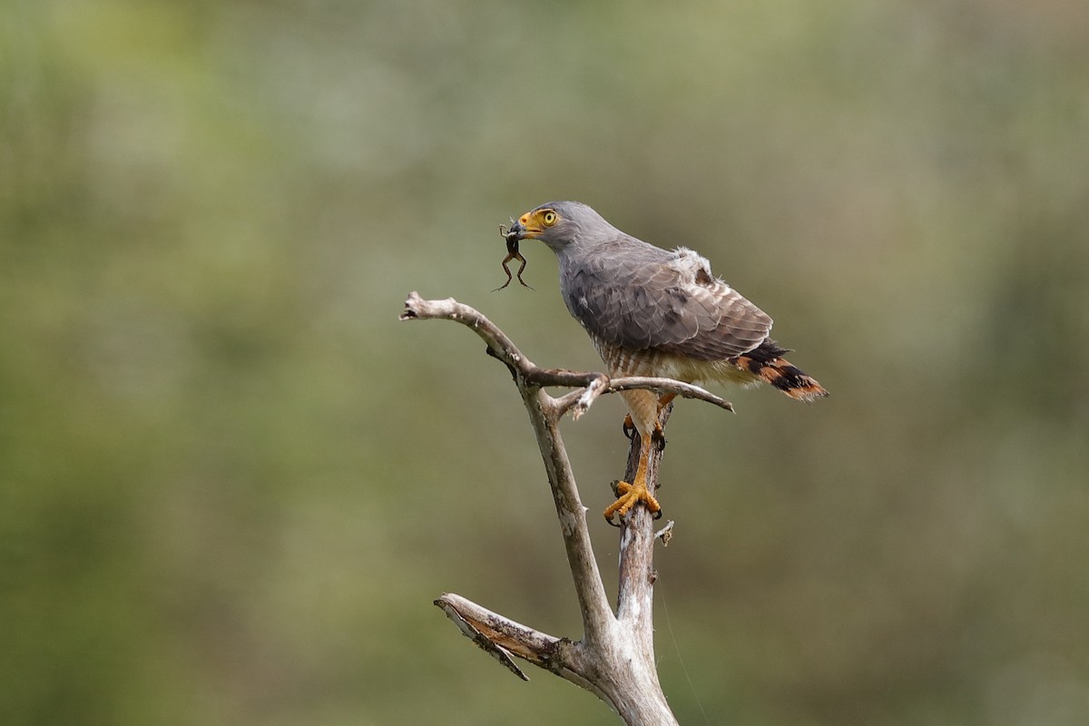 Roadside Hawk - ML204174951